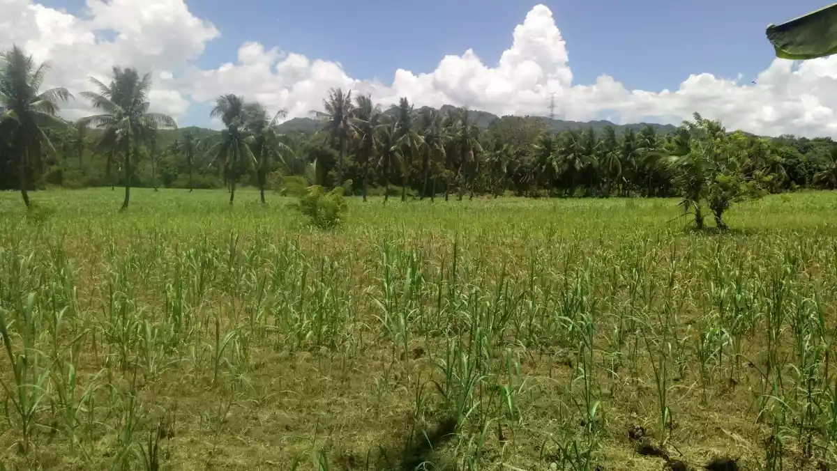 Lot For Sale in Danao, cebu - photo 7