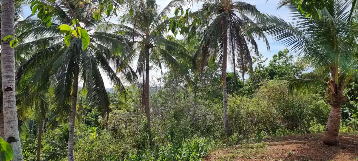 1.5 hectares farm lot for sale in Alubijid Misamis Oriental - photo 5
