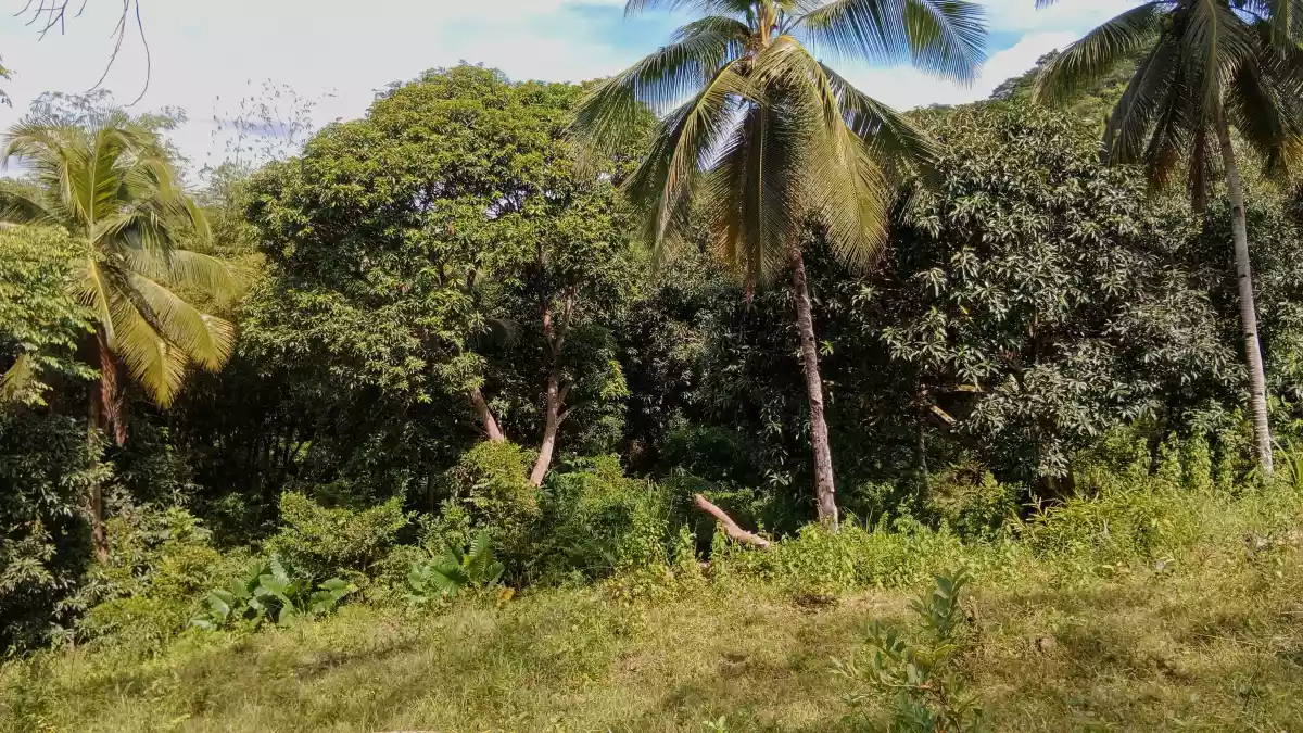 Overlooking Farmland For Sale - photo 3