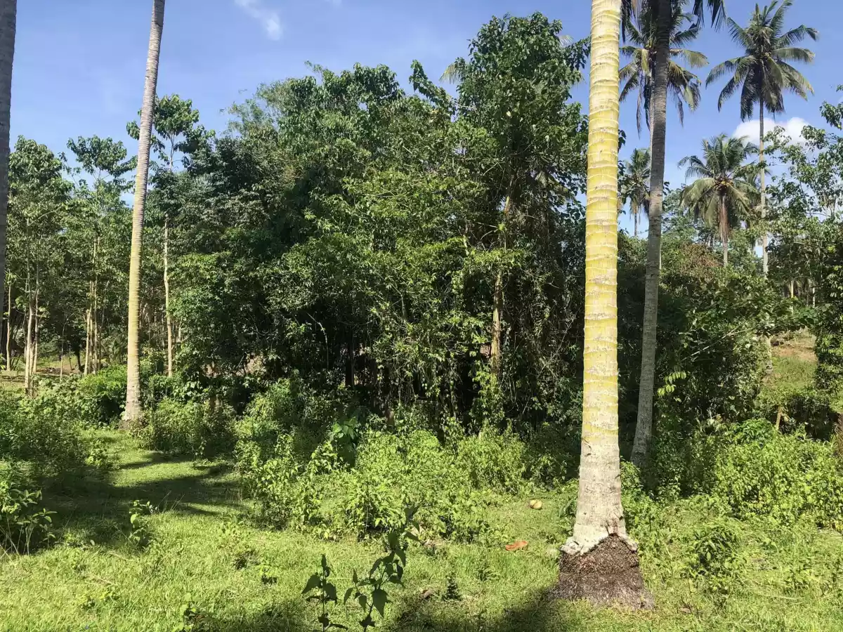 For Sale Agricultural Lot in Pualas, Tubod for farm investors — Agricultural Lot in Tubod, Lanao del Norte, 9209 — Photo 3