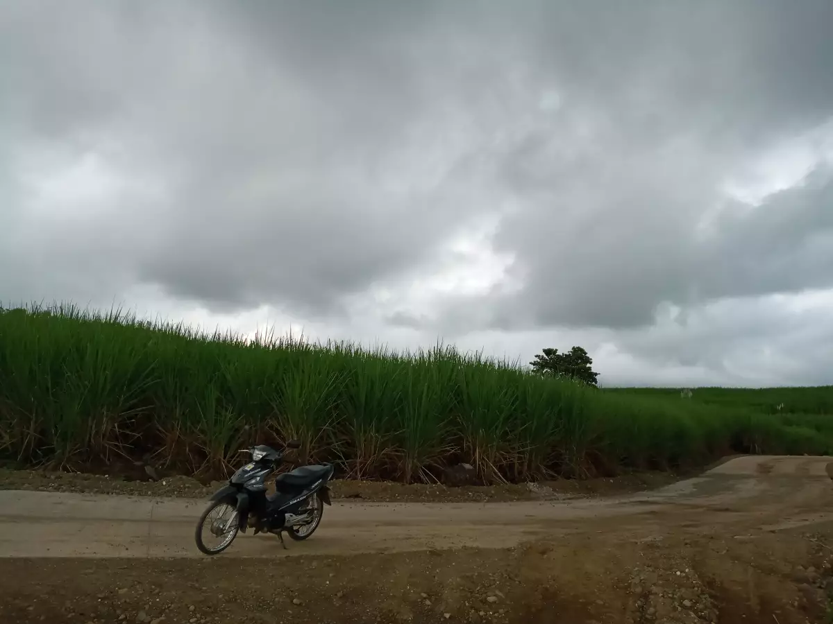Sugarcane Plantation For Sale - photo 4