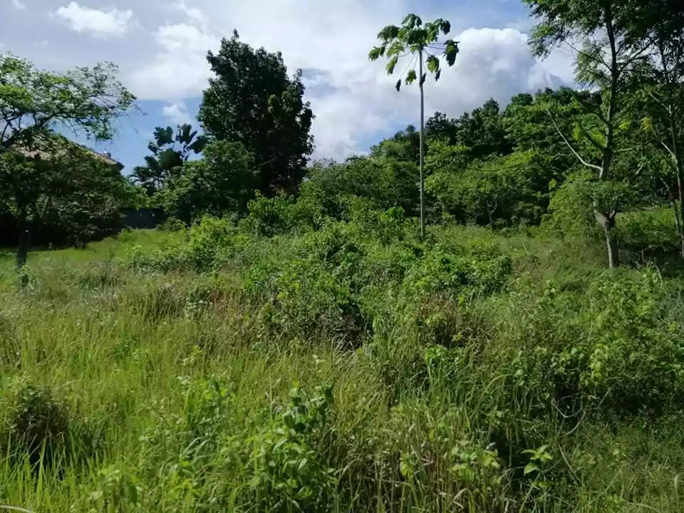 Affordable Lot in Tagbilaran City for Sale! — Residential Lot in Tagbilaran City, Bohol, Philippines — Photo 3