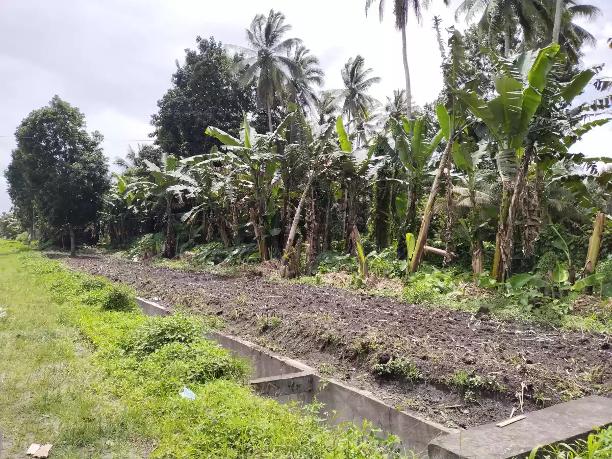 Along national highway polomolok — Commercial Lot in Polomolok, South Cotabato, Philippines — Photo 5