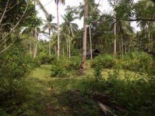 HOT Coconut Farm Land @ 34.52/sqm - photo 3