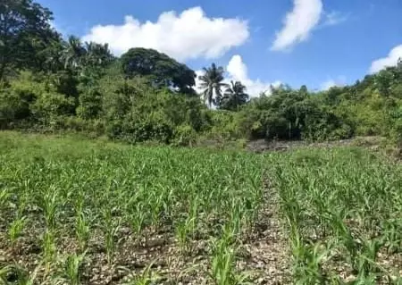 Agricultural land - photo 5