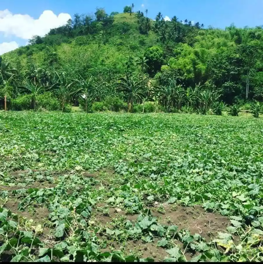 Open photo 12 of 20 — Lot For Sale!!