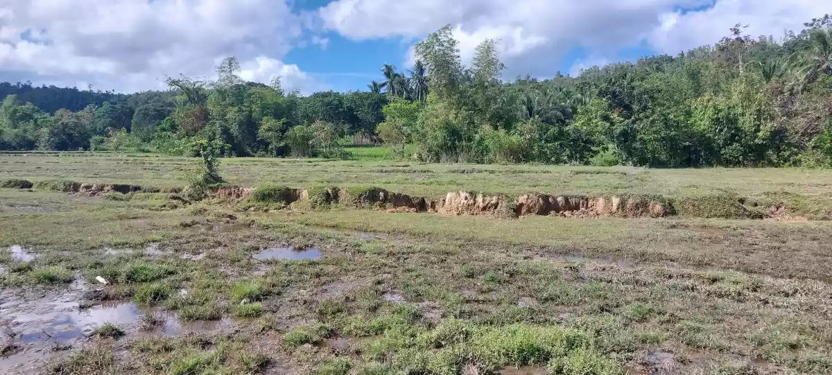 Agri Land for Sale - photo 2