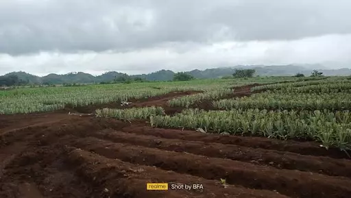 Lot For Sale — Agricultural Lot in Unnamed Road, Manolo Fortich, Bukidnon — Photo 3