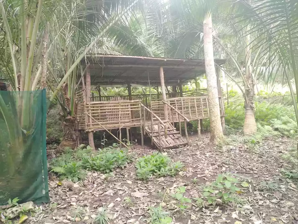 Rush Sale Bohol Farm Lot for Sale P160 per square meter only. - photo 3