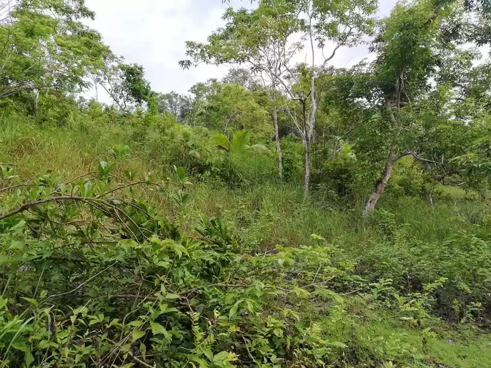 Farm Lot — Agricultural Lot in Bohol, Philippines — Photo 5