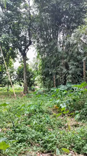 2 lots, 300 sqm each lot for Sale in Polonuling, Tupi, South Cotabato — Residential Lot in Tupi, South Cotabato, Philippines — Photo 2