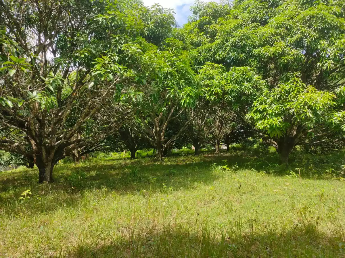 Open photo 15 of 21 — Mango Farm (Sacrifice Sale)