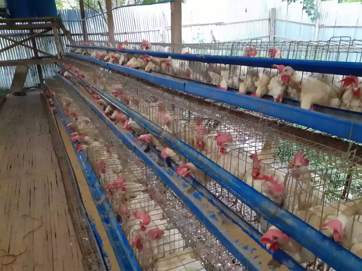 Poultry for sale — BPO in Cagayan de Oro, Misamis Oriental, Philippines — Photo 6