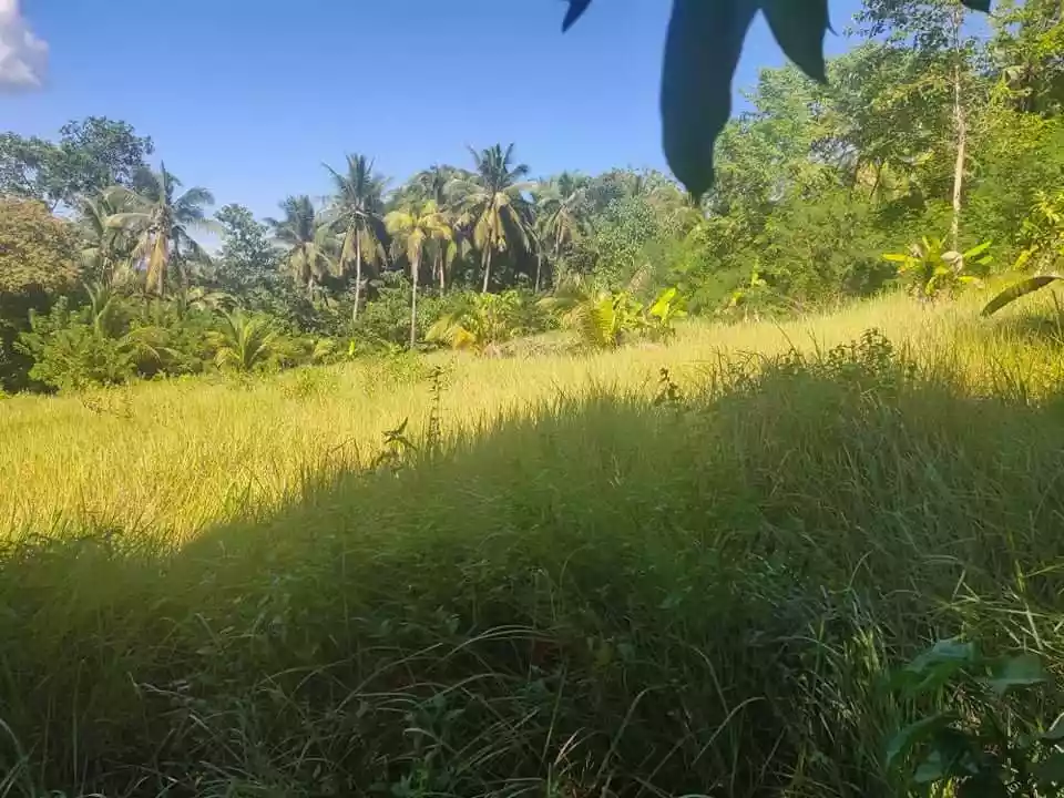Lot for sale — Agricultural Lot in Bohol, Philippines — Photo 4