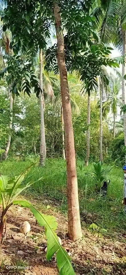 Rush Sale!!! From 8.6M+ down to 8.1M Lot for sale in Puerto Princesa, Palawan Lot area: 1,334sqm 6,500/ sqm (negotiable) — Beach Lot in Puerto Princesa, Palawan, Philippines — Photo 3