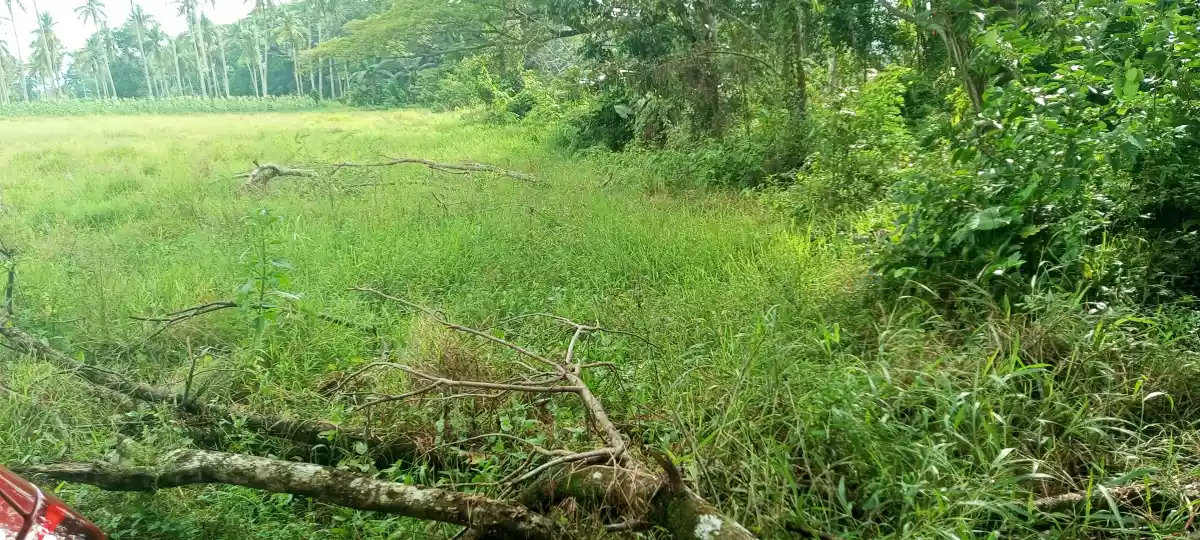 Titled Farm lot Good For Housing — Agricultural Lot in Puerto Princesa South Road, Puerto Princesa, Palawan — Photo 4