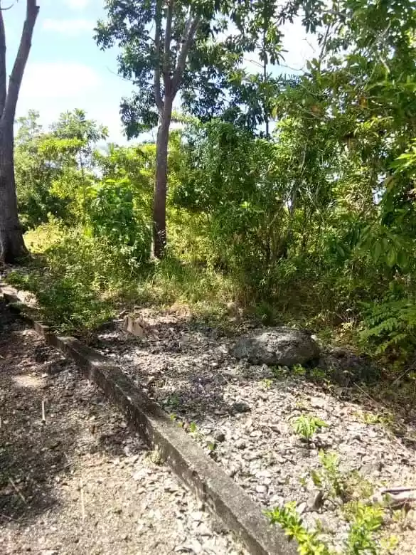 Farm Lot for Sale - photo 3