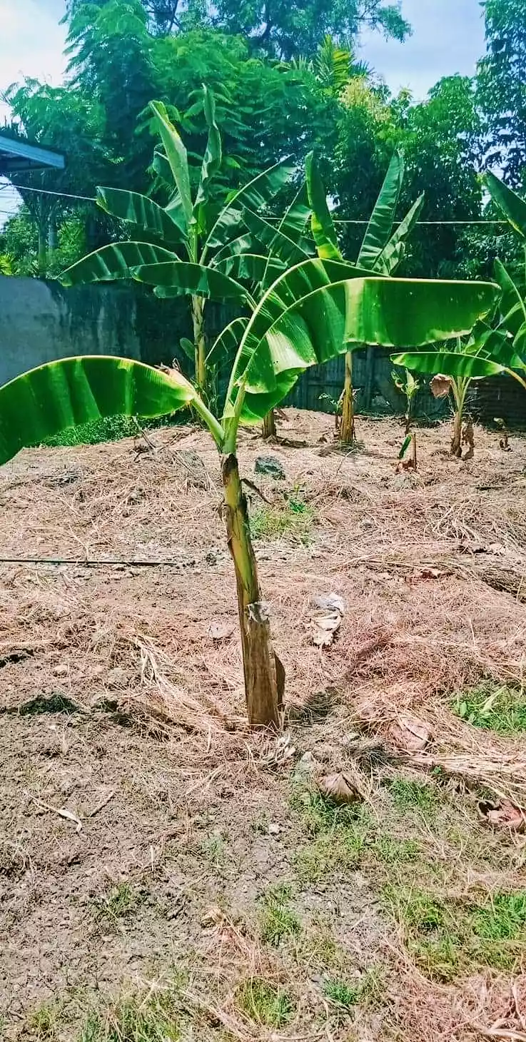 Lot for sale - photo 2