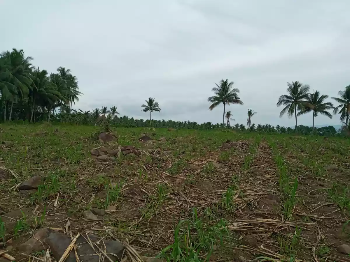 1.9 Hectares Jantianon, Amlan Negros Oriental - photo 2