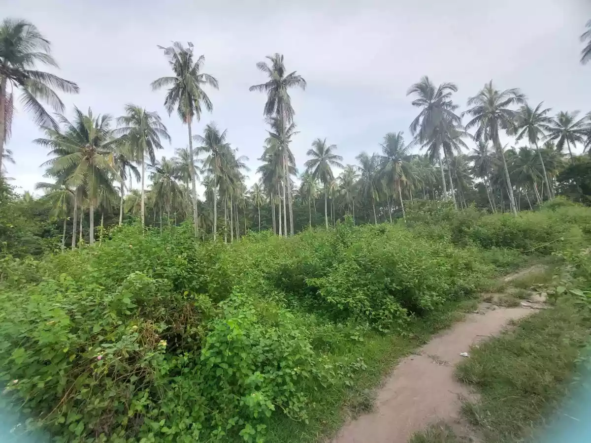 LOT FOR SALE - photo 3