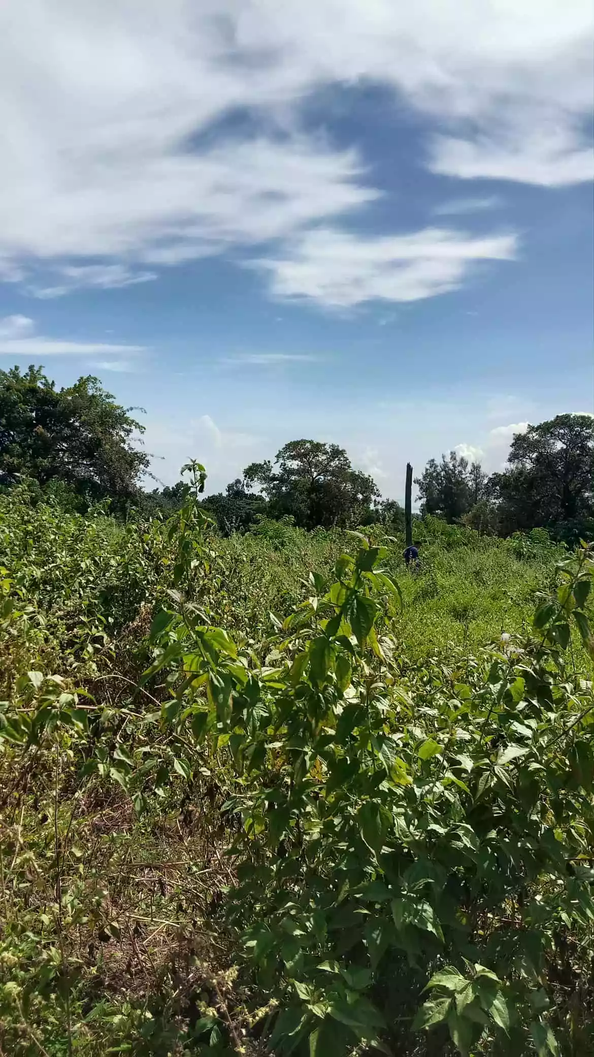 Lot For Sale — Agricultural Lot in Sibulan, Oriental Negros, Philippines — Photo 3
