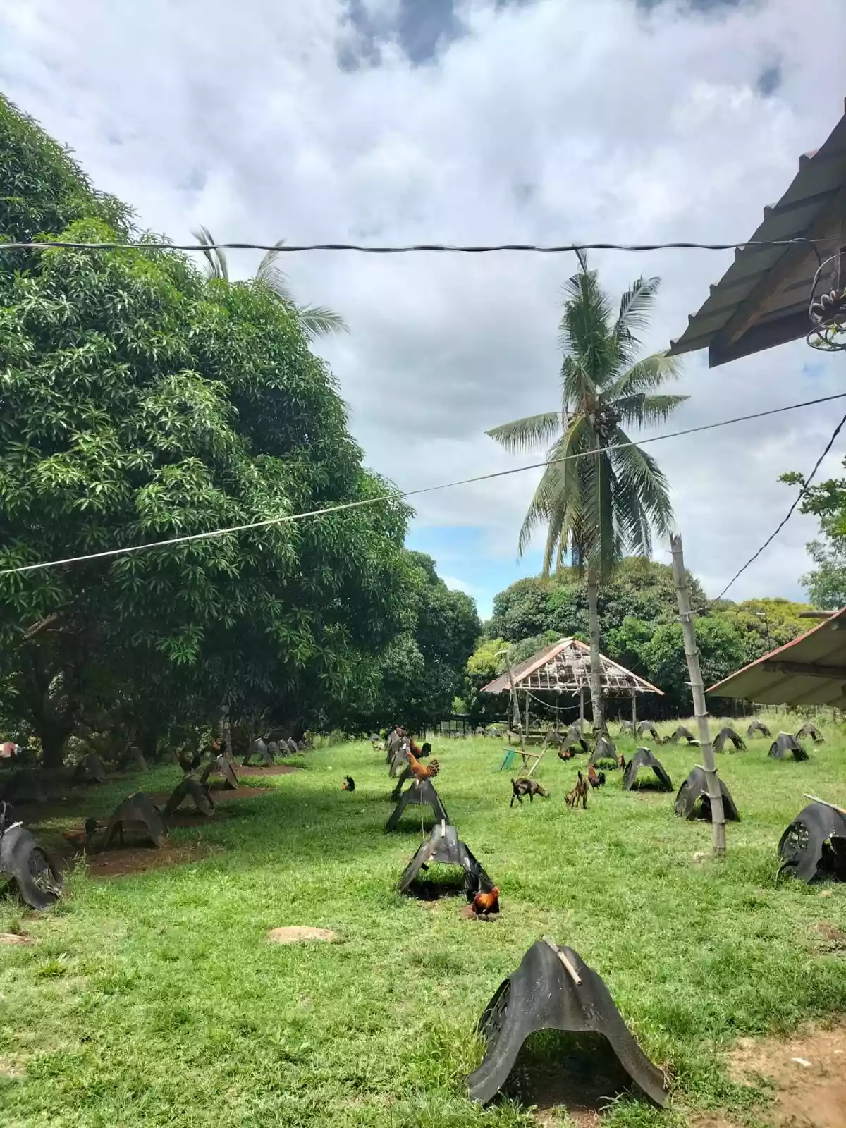 Lot For Sale Balili, Valencia Negros Oriental - photo 4