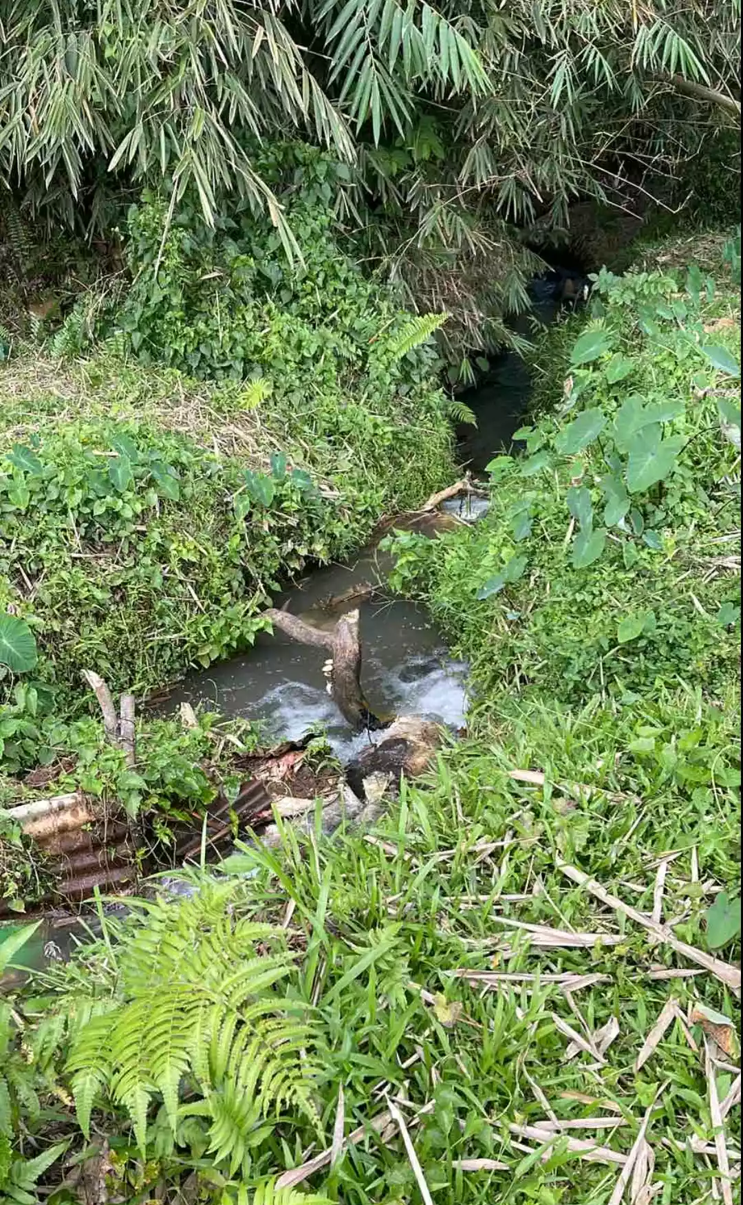 3.8 HA agricultural lot for sale at Baungon Bukidnon — Agricultural Lot in Baungon, Bukidnon, Philippines — Photo 6