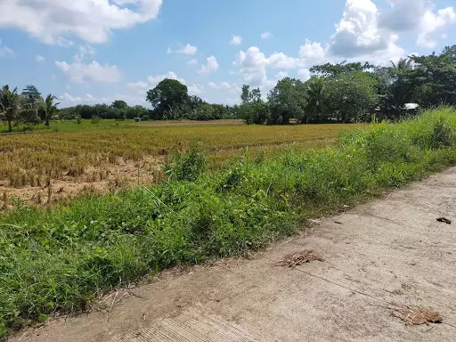 2,000sqm Loy only — Agricultural Lot in Agusan Del Norte, Philippines — Photo 3