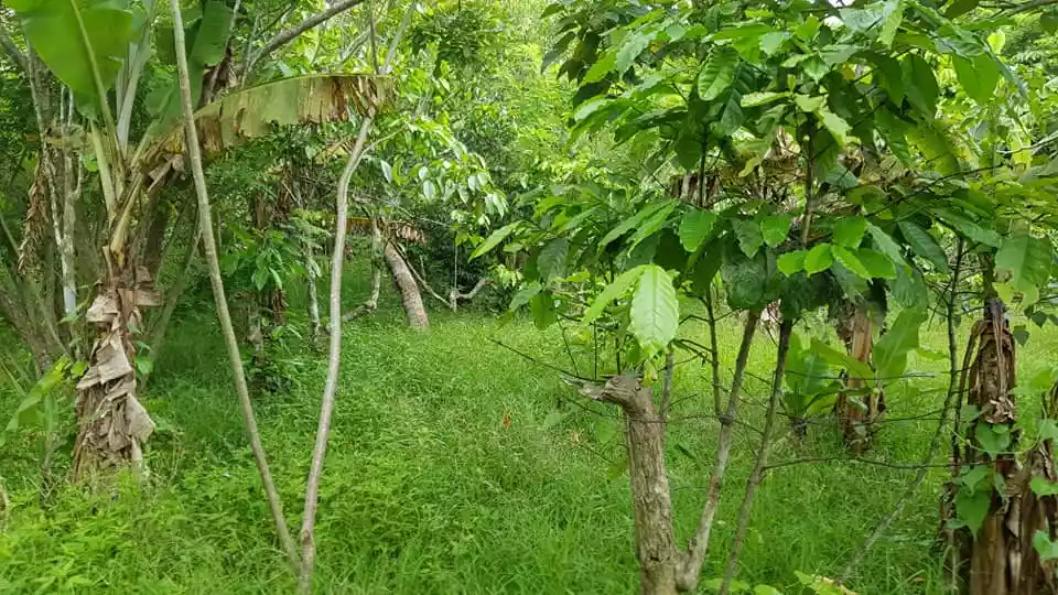 FARM LOT IN AMADEO, CAVITE FOR SALE WITH FRUIT BEARING TREES - photo 4