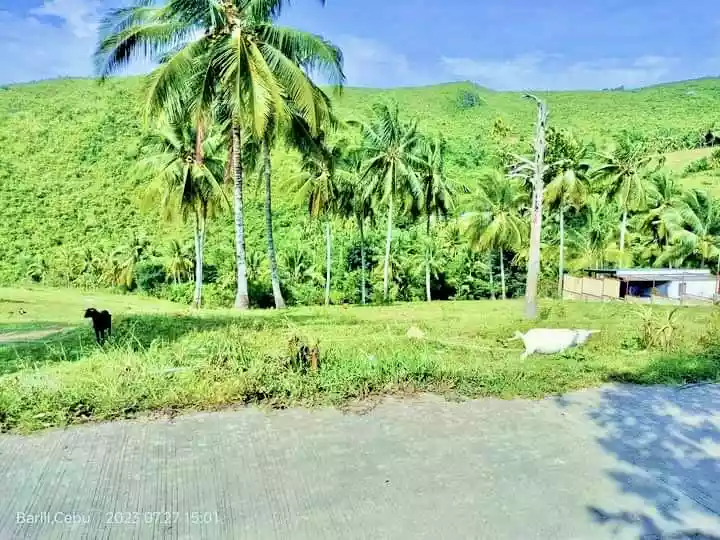 Spectacular Real Estate Opportunity in Sibonga with Stunning Sea and Mountain Views — Agricultural Lot in Cebu, Philippines — Photo 2