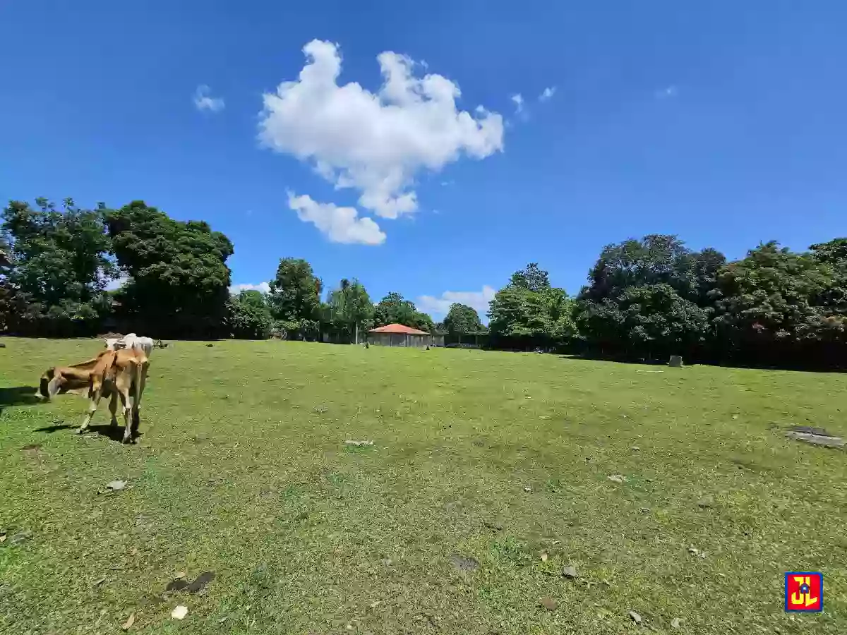 Rush Sale 13,431sqm Amazing Commercial Lot Along National Highway Talay, Dumaguete [available] — Commercial Lot in Dumaguete City, Negros Oriental, Philippines — Photo 2