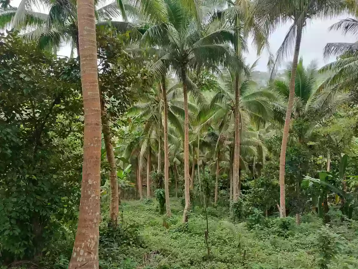 Coconut Farm For Sale Along Brgy. Road. With Overlooking sea view