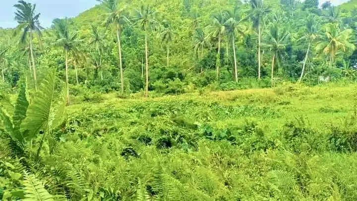 Spectacular Real Estate Opportunity in Sibonga with Stunning Sea and Mountain Views