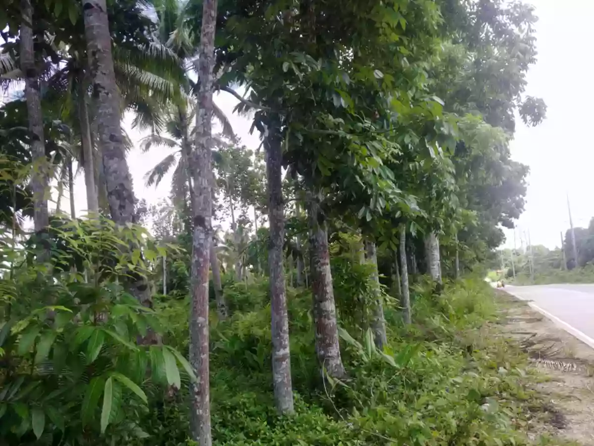 Land for Sale — Agricultural Lot in Guimaras, Philippines — Photo 2