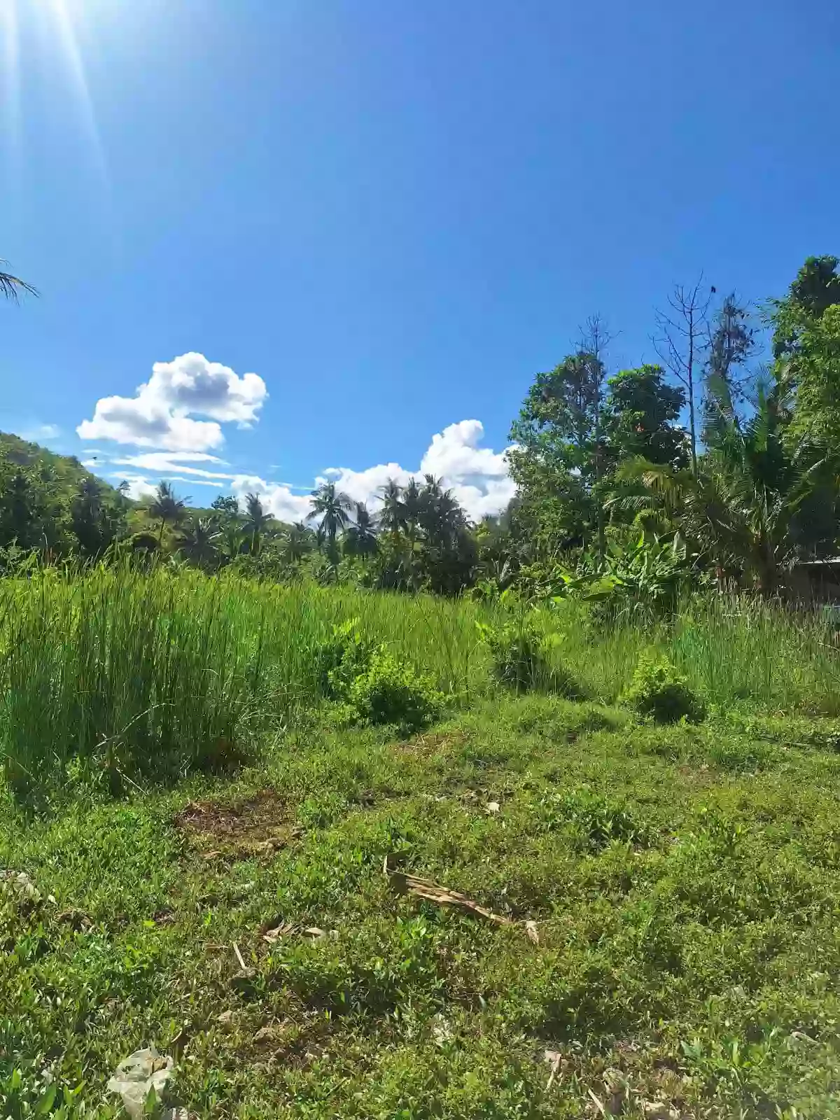 Lot only for SALE — Agricultural Lot in Carmen, Cebu, Philippines — Photo 5