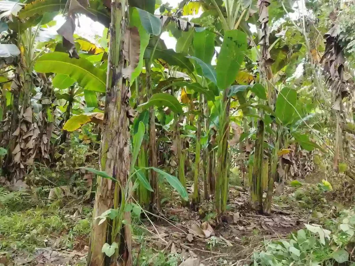 LOT FOR SALE - TAGUM CITY
