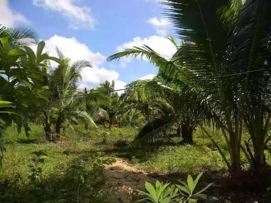 AGRICULTURAL LOT FOR SALE IN CAMOTES — Agricultural Lot in San Francisco, Cebu, Philippines — Photo 7