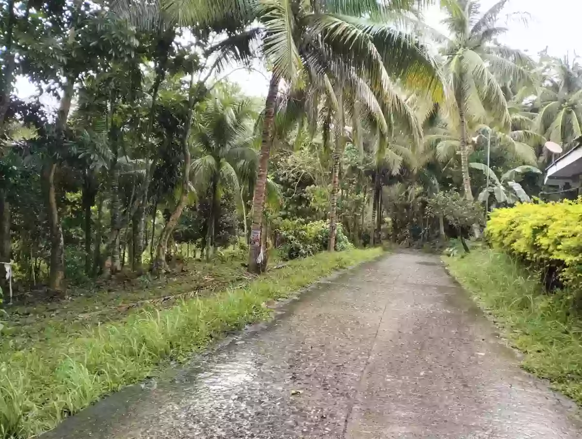 LOT FOR SALE – Tubod, Bacong, Negros Oriental@Php 500 per sq. — Agricultural Lot in Bacong, Negros Oriental, Philippines — Photo 5