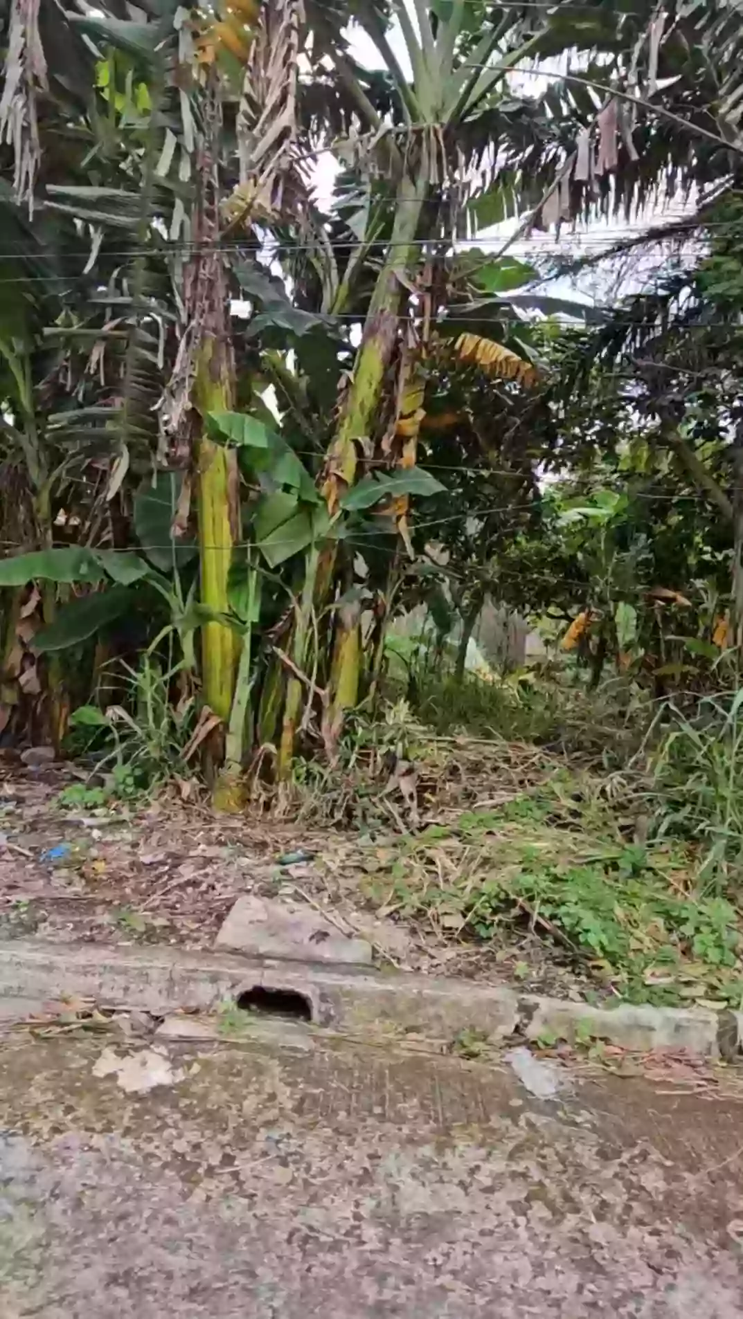 SACRIFICE RESIDENTIAL LOT FOR SALE AT CARMELA VILLAGE EXECUTIVE! — Residential Lot in San Esteban Street, Talisay City, Negros Occidental — Photo 3