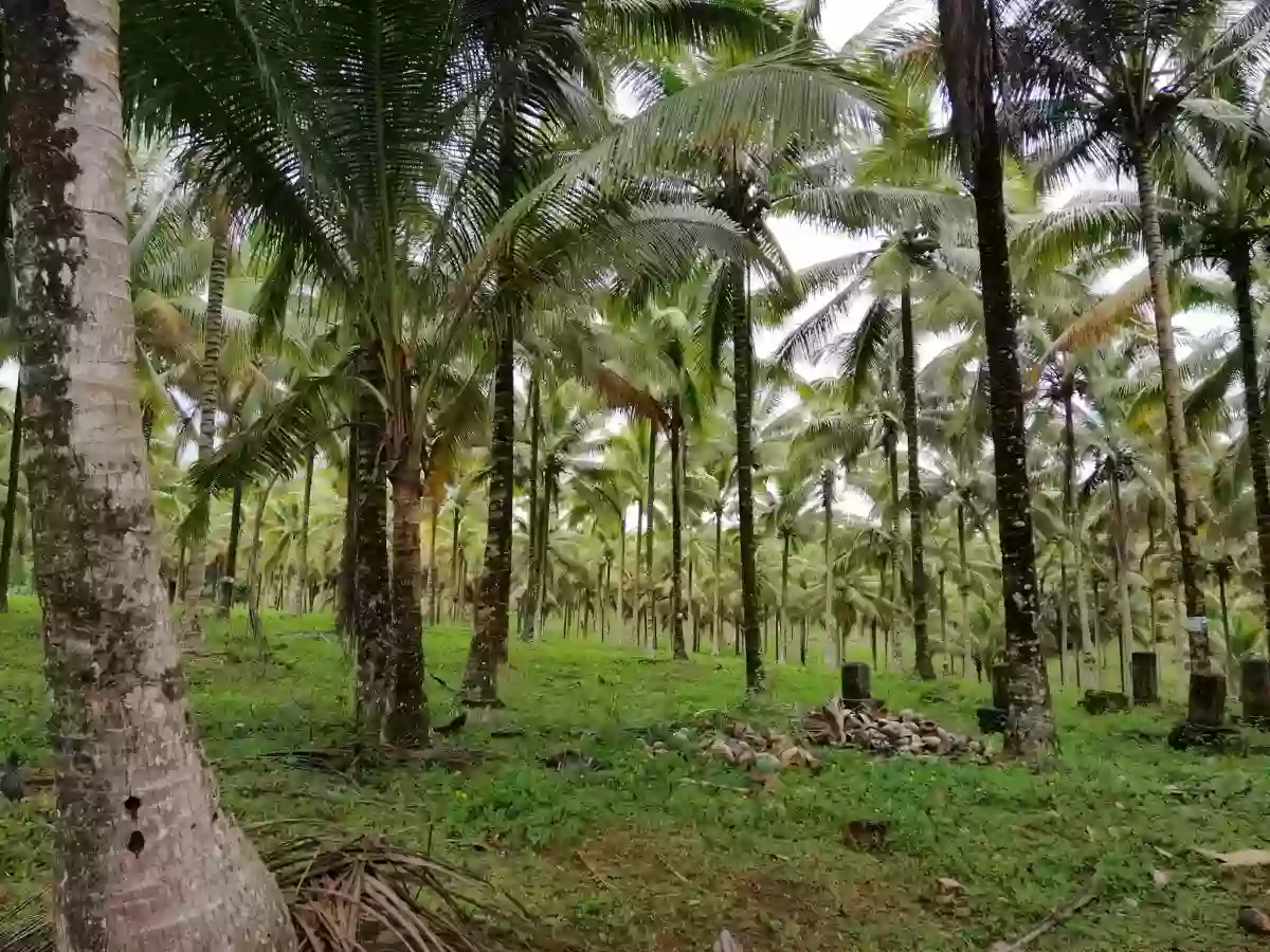 ALORAN FARM LOT — Agricultural Lot in Aloran, Misamis Occidental, 7206 — Photo 2