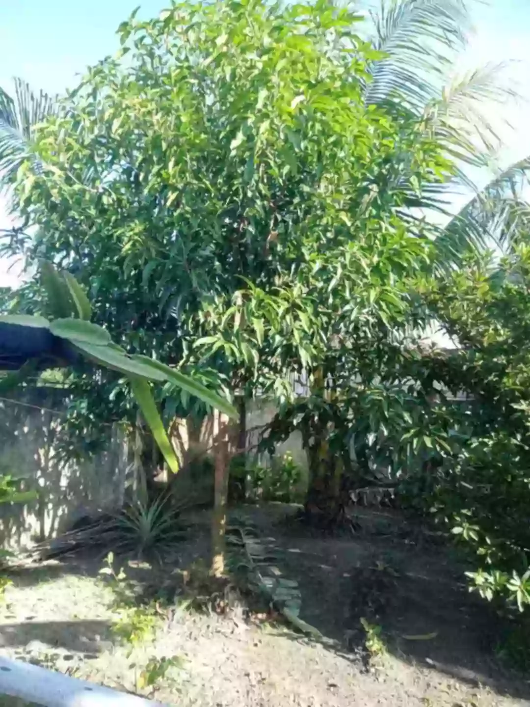 Lot For Sale at Talisay City — Residential Lot in Talisay City, Negros Occidental, Philippines — Photo 4