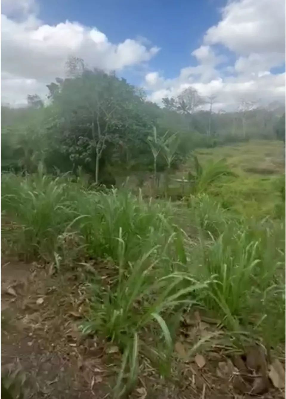 3 Hectares Agricultural Land For Sale — Agricultural Lot in Janiuay, Iloilo, Philippines — Photo 4