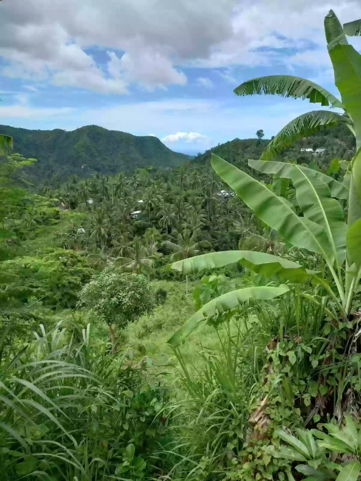 AGRICULTURAL LOT FOR SALE IN SAM FERNANDO,CEBU