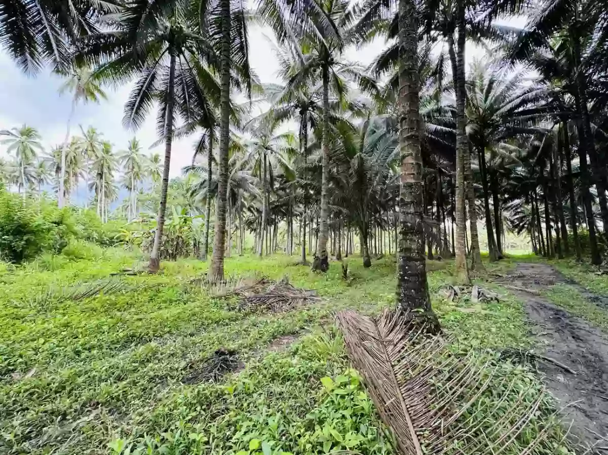 Tinagacan 9has at 3M — Agricultural Lot in General Santos City, South Cotabato, Philippines — Photo 3