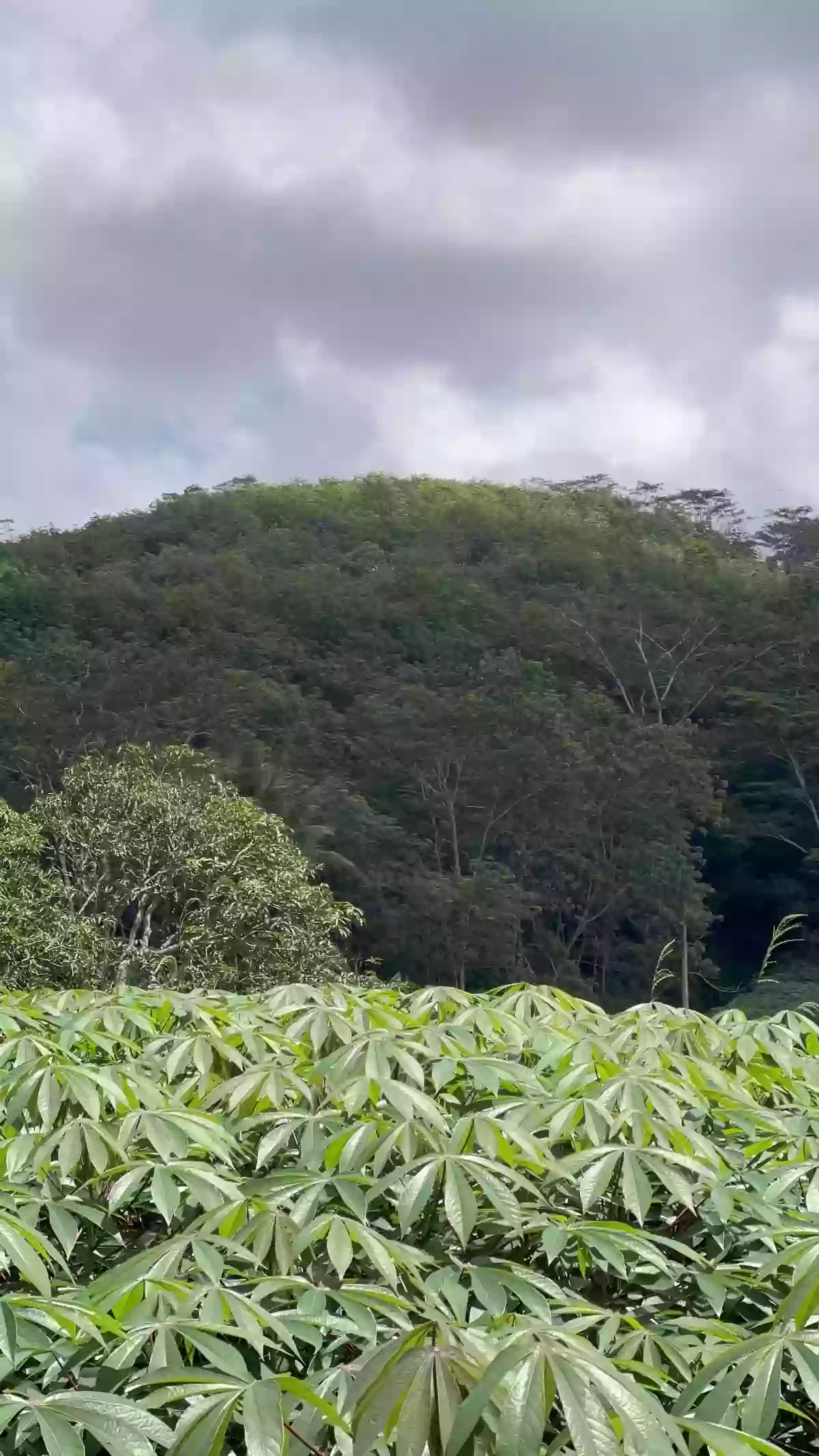 Agricultural Lot in Bukidnon for Sale — Agricultural Lot in Valencia City, Bukidnon, Philippines — Photo 4