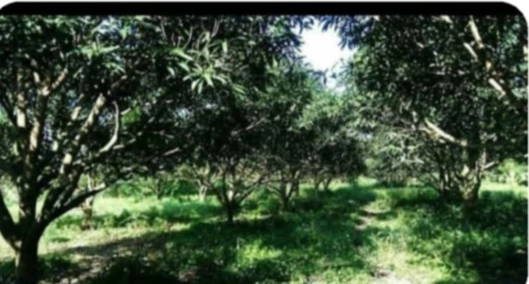 1.5 has commercial lot for sale — Commercial Lot in General Santos City, South Cotabato, Philippines — Photo 6