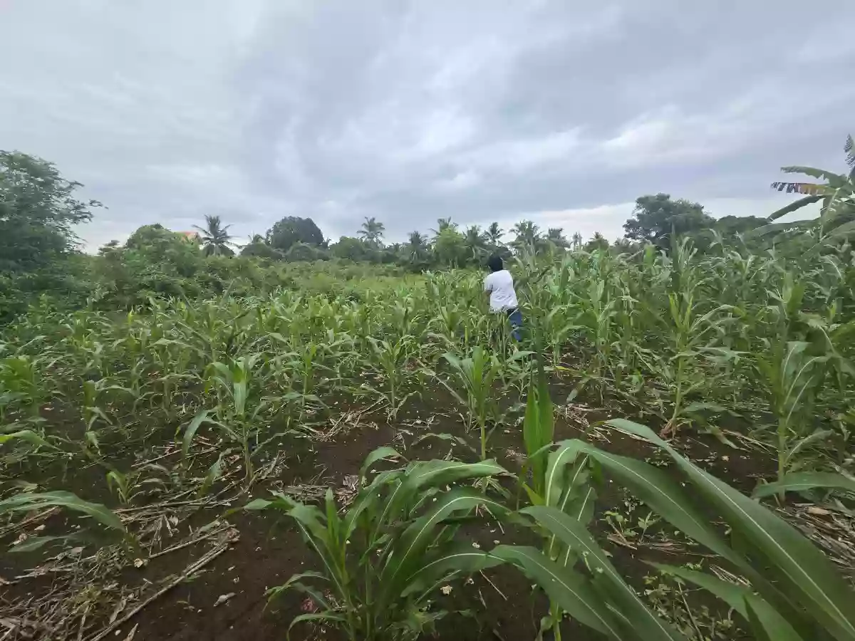 Wide Frontage Agriland in Daanbantayan — Agricultural Lot in Daanbantayan, Cebu, Philippines — Photo 3