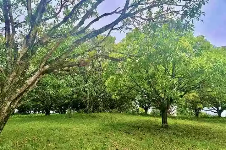 Prime Titled Lot Along Provincial Road in Barili, Cebu" — Agricultural Lot in Barili, Cebu, Philippines — Photo 5