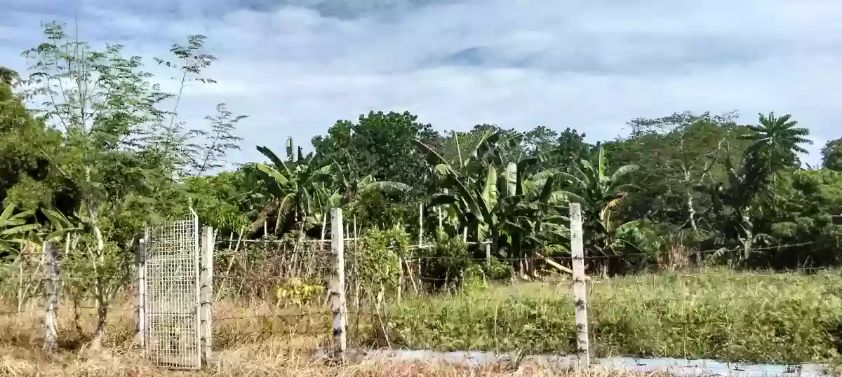 Residential Lot — Residential Lot in Naga City, Camarines Sur, Philippines — Photo 5