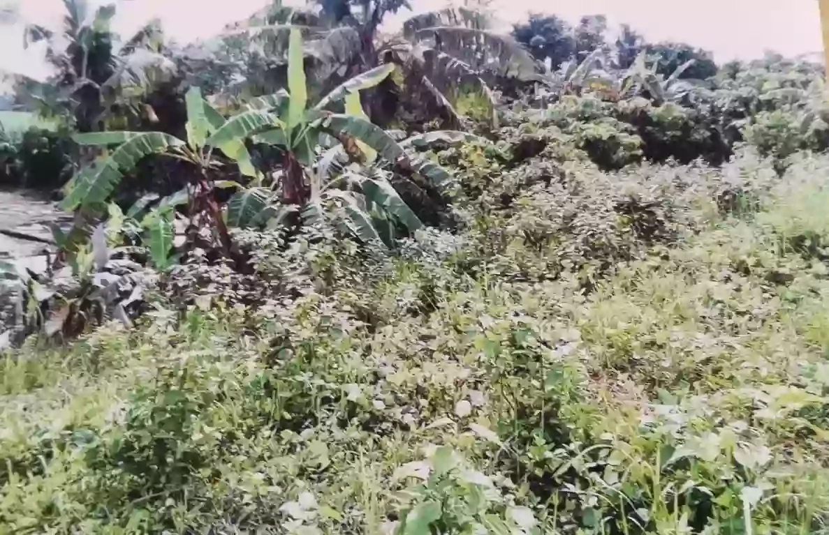 ORMOC FARM LOT FOR SALE — Agricultural Lot in Ormoc City, Leyte, Philippines — Photo 5